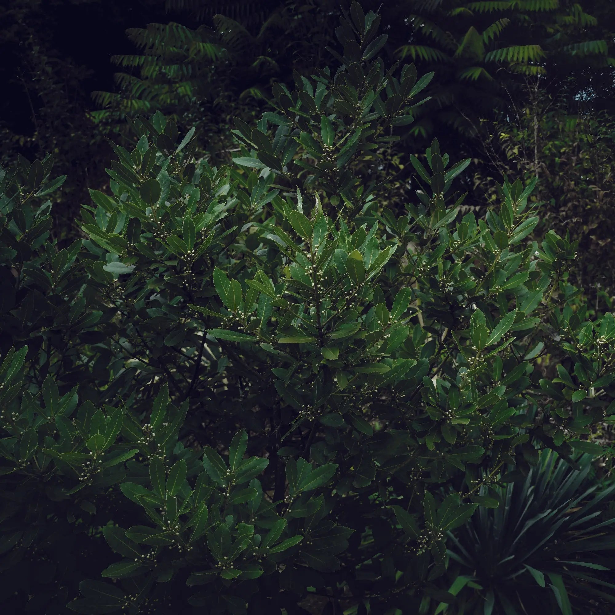 Yerba Maté & Acc Veegreen